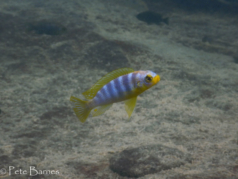 Maylandia aurora 'Mitande Reef (Rocks)'